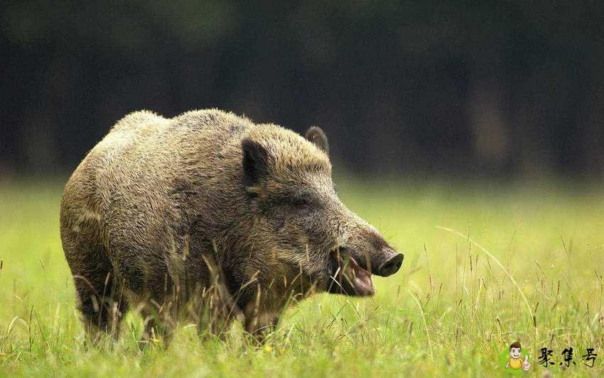 详细阅读:疣猪和野猪哪个厉害 疣猪和野猪哪个厉害