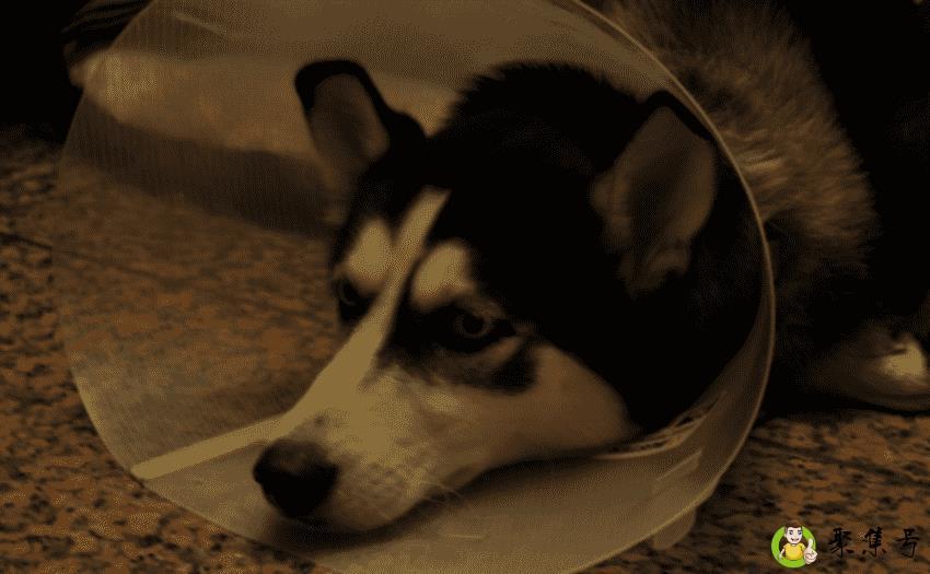 详细阅读:狗狗趾间炎 狗狗趾间炎