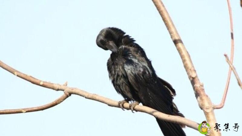 详细阅读:老鸹代表什么生肖 老鸹代表什么生肖