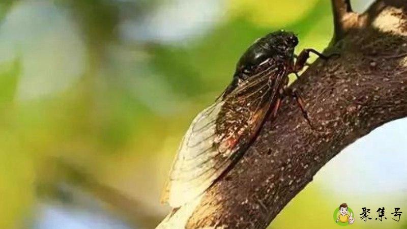 详细阅读:蝉始鸣夏半生什么意思 蝉始鸣夏半生什么意思