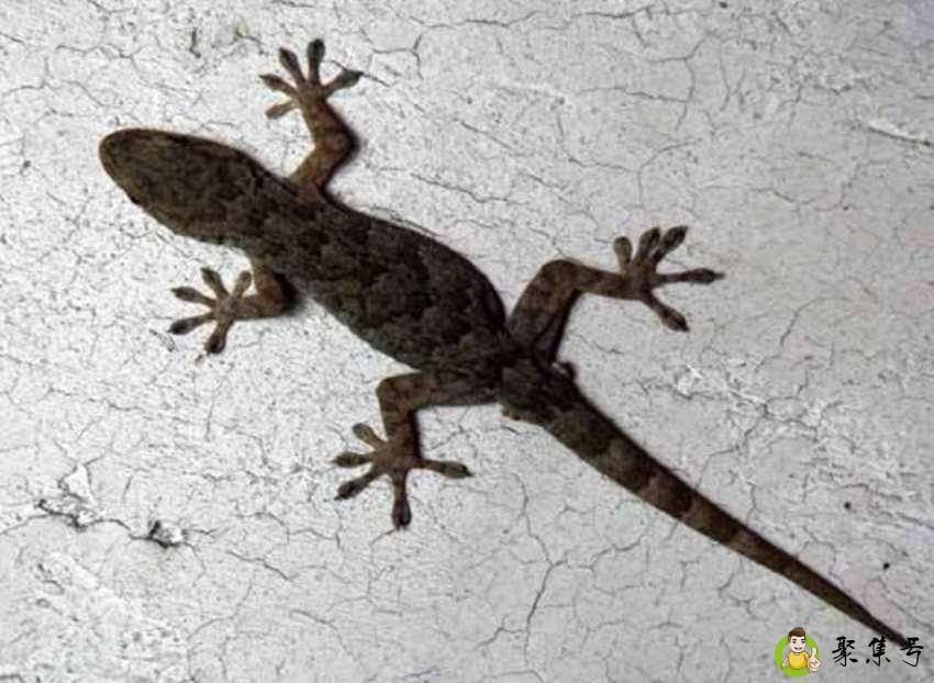 详细阅读:壁虎为什么是五毒之一 壁虎为什么是五毒之一