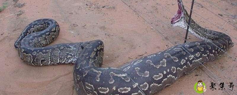 详细阅读:印尼为什么这么多蟒蛇 印尼为什么这么多蟒蛇