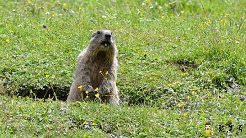 详细阅读:迷你土拨鼠能长多大 迷你土拨鼠能长多大