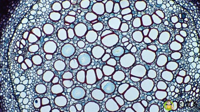 详细阅读:细胞需要的七大营养素 细胞需要的七大营养素