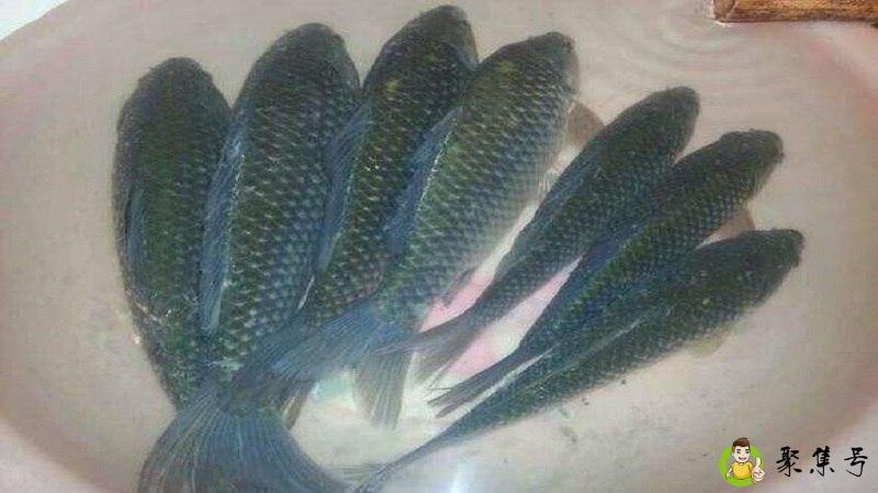 青尾鲴和黄尾鲴的区别