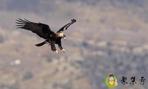 维鹰翱翔需勤练聪明出于学习中天才勤奋不相离少懒老悔亦无用什么意思