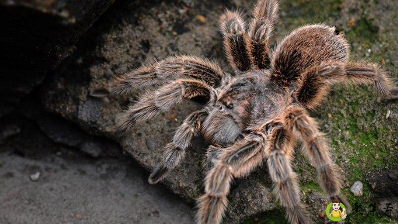 什么是红玫瑰蜘蛛