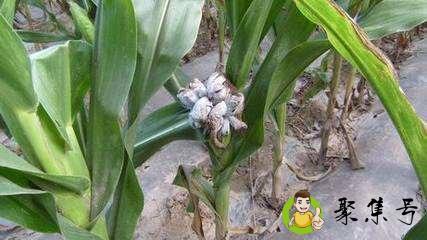 玉米灰包的营养价值