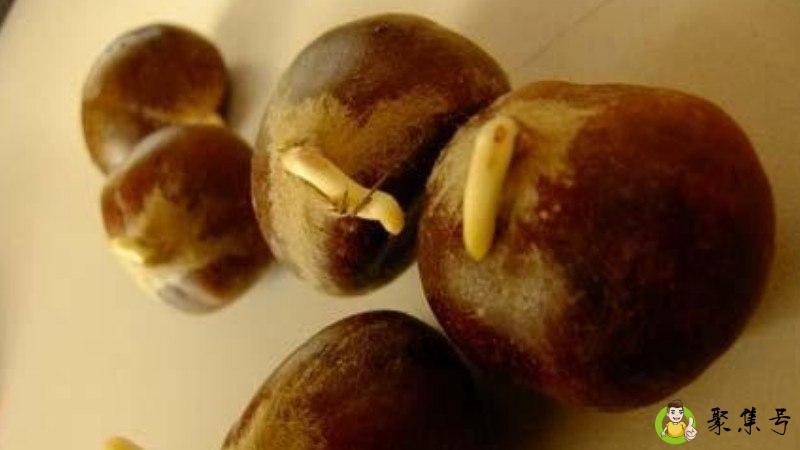 板栗发芽了还能吃吗