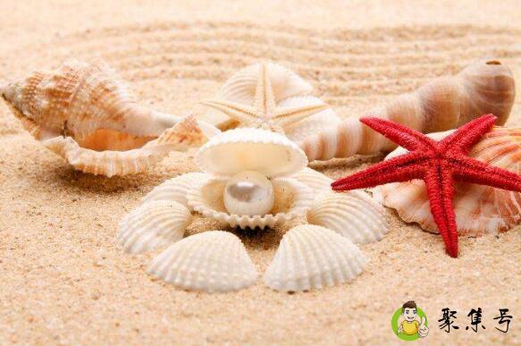 贝壳有哪些