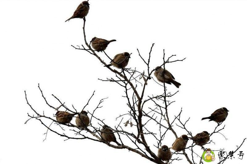 人间枝头各自乘流是什么意思