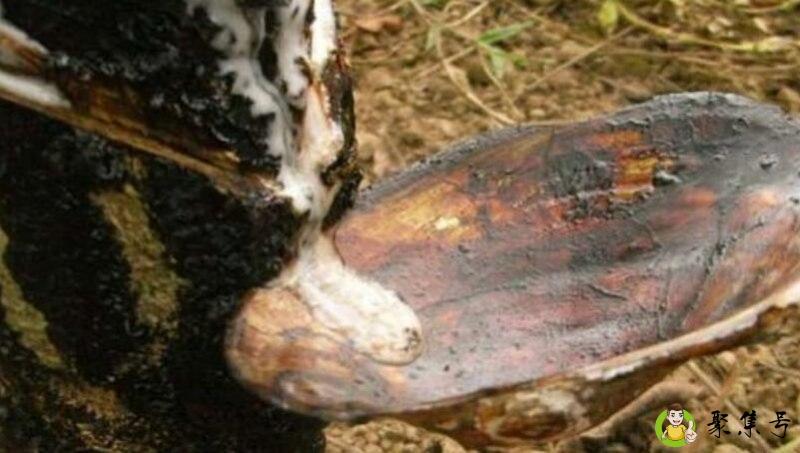 烫蜡和生漆有什么区别