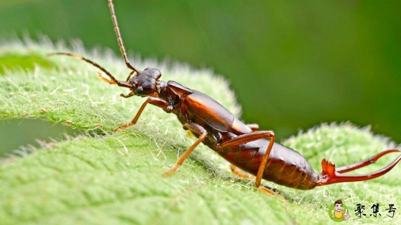 蠼螋跑到床上什么原因