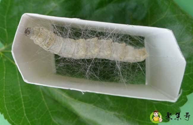 蚕变成蛾的过程是什么