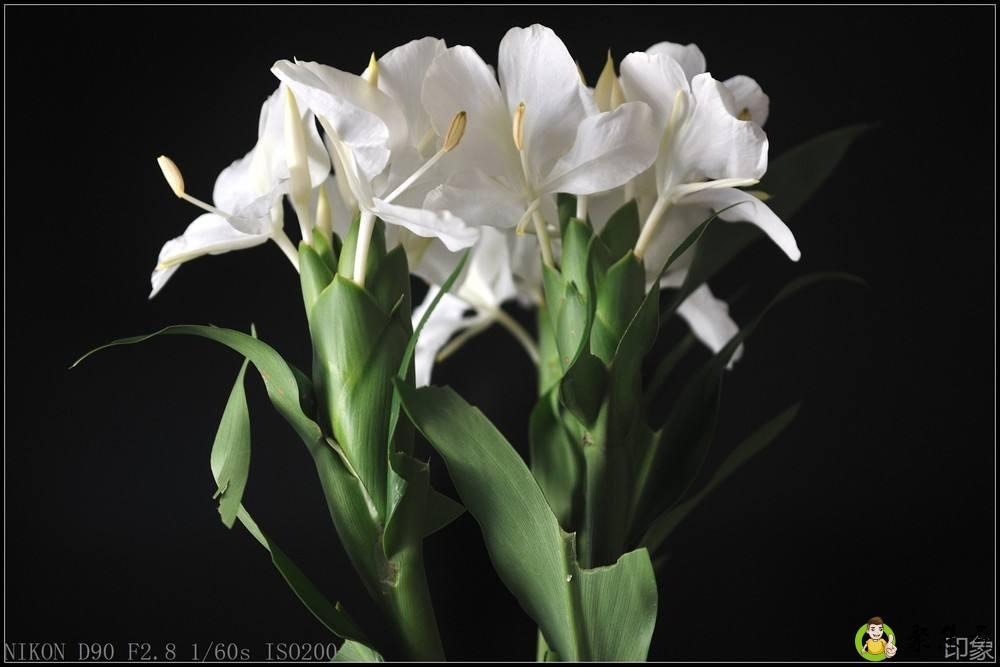 醒花是什么意思