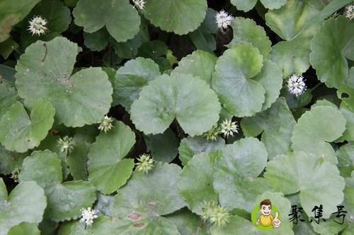 积雪草和铜钱草一样吗