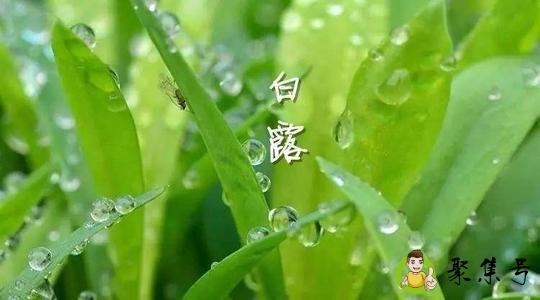 白露节气的含义是什么