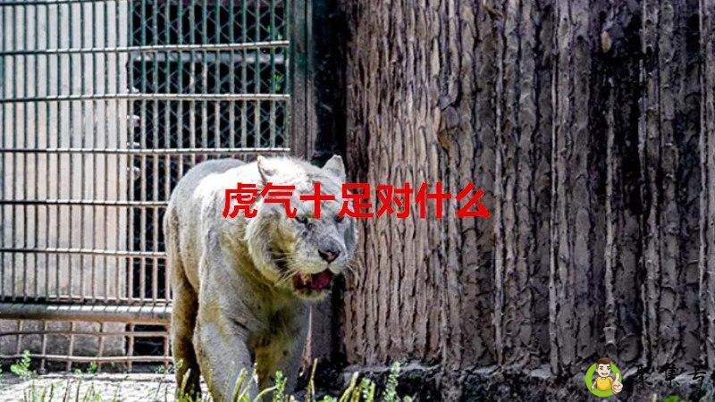 虎气十足对什么