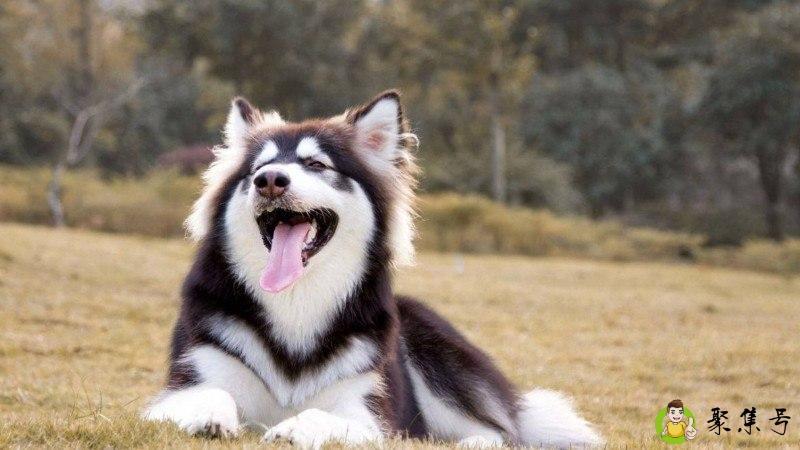 阿拉斯加一直吃生土豆咋办