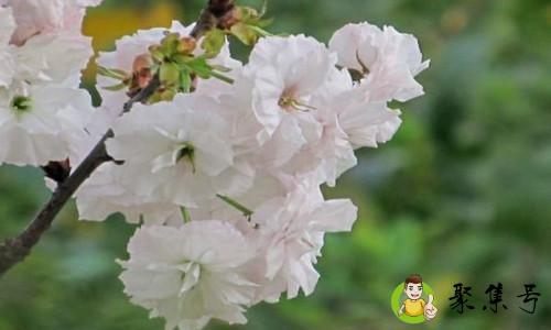 白樱花和粉樱花的区别有哪些