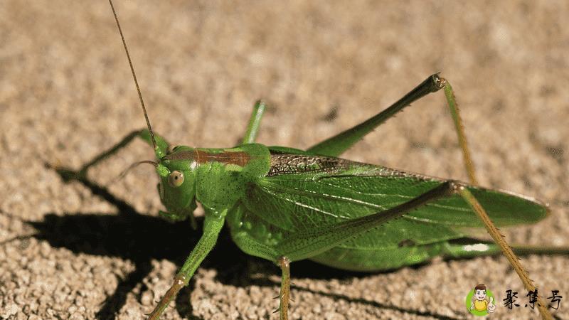 蟋蟀怕什么