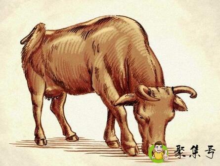 闺女代表什么生肖