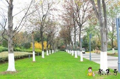 详细阅读:树干刷白色是为什么 树干刷白色是为什么