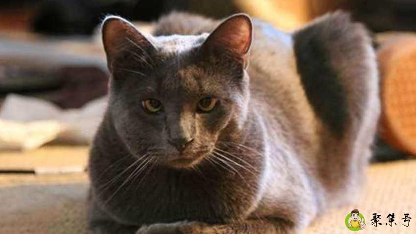 详细阅读:猫咪黑下巴会自己好吗 猫咪黑下巴会自己好吗