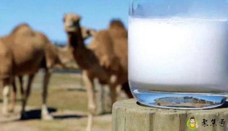详细阅读:驼奶的营养价值和功效 驼奶的营养价值和功效