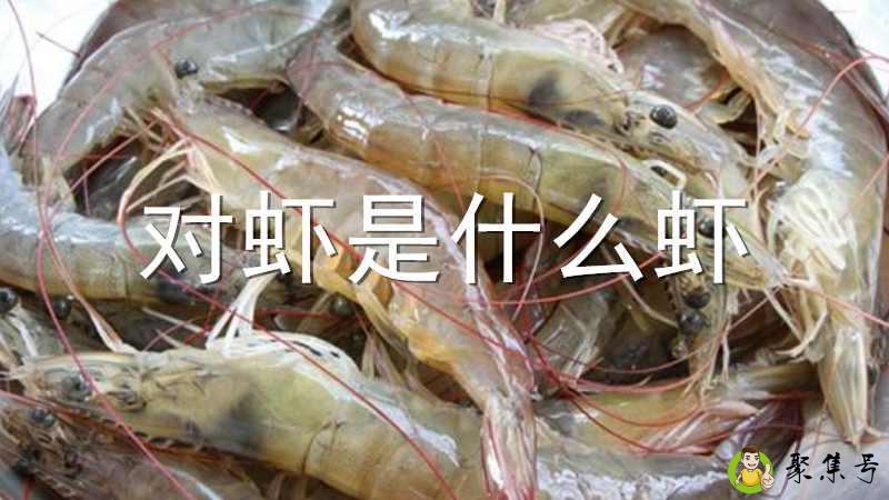 对虾是什么虾