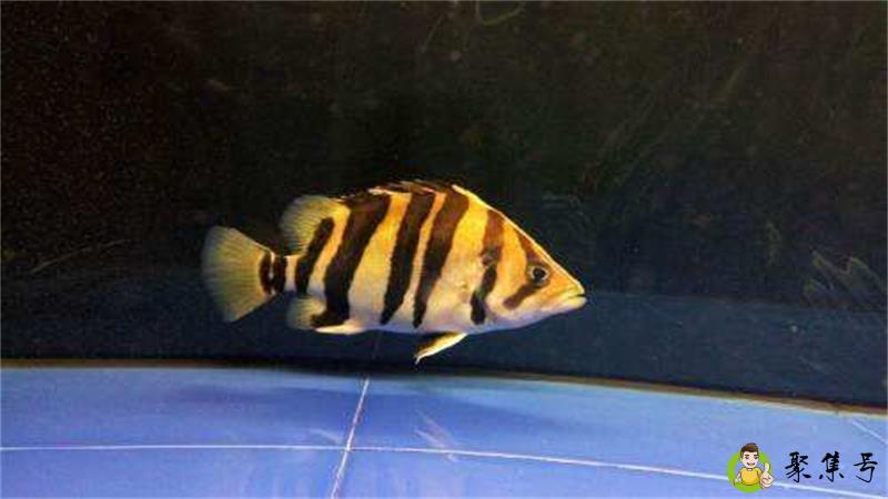 苏虎鱼跟印尼虎区别