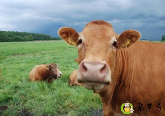 方方正正脚四稳是什么生肖