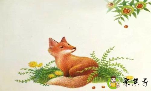 小狐狸喜欢什么