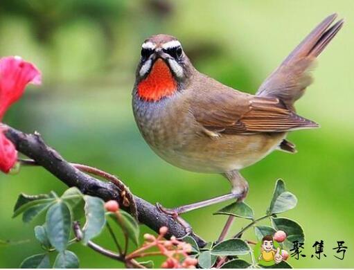 红点颏品相怎么样