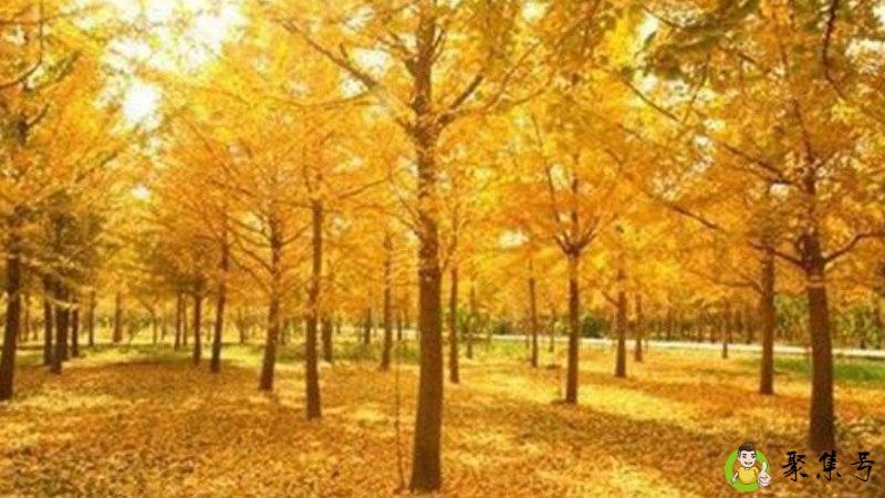 中国银杏之乡