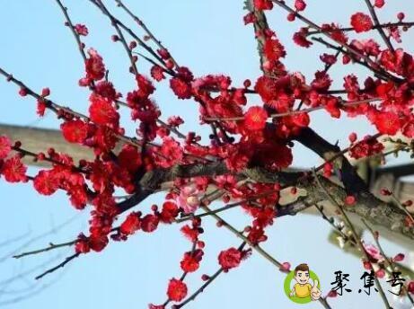 梅映新岁什么意思