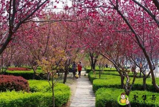 详细阅读:河南樱花节是那个城市 河南樱花节是那个城市