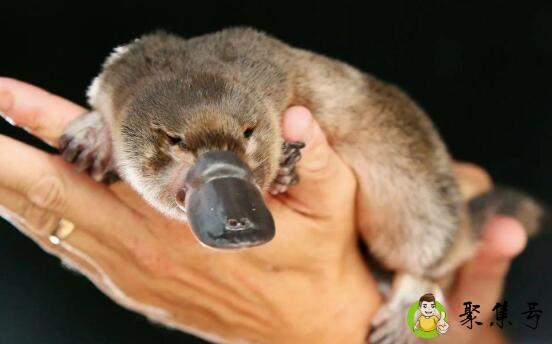 详细阅读:网上说的鸭嘴兽是什么意思 网上说的鸭嘴兽是什么意思