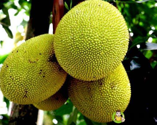 详细阅读:菠萝蜜脆的是没熟吗 菠萝蜜脆的是没熟吗