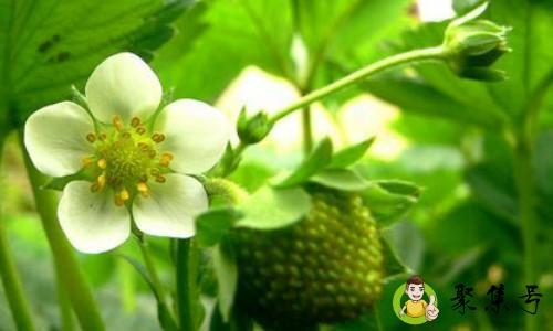 详细阅读:草莓象征着什么意思 草莓象征着什么意思