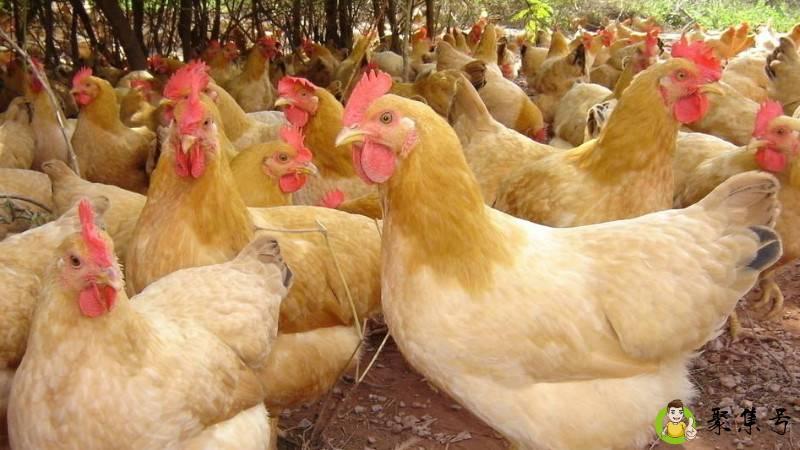 花街柳巷是什么生肖