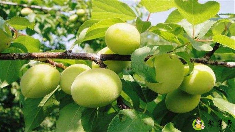 青梅跟杏子是一样吗