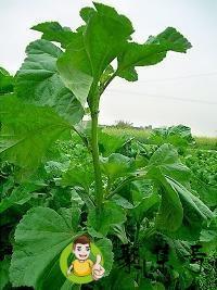 2月份有什么野菜