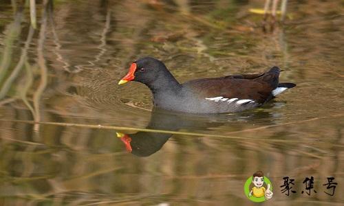 黑水鸡和黑水鸭的区别