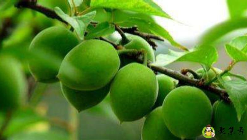 青李子跟青梅有什么区别