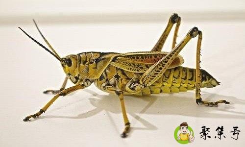 秋后蚂蚱的意思