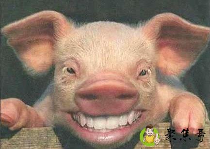 龙凤戏珠的是什么生肖