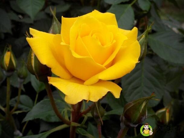 黄玫瑰花语的准确意思