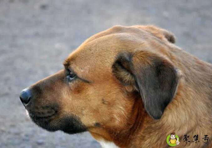 十大忠诚的狗排名