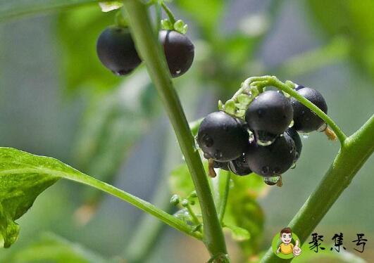 详细阅读:龙葵可以做菜吃吗 龙葵可以做菜吃吗